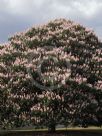 Aesculus indica Sydney Pearce