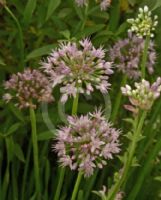 Allium nutans