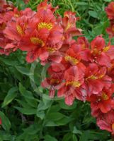 Alstroemeria Princess Grace