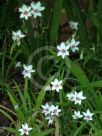 Freesia laxa Joan Evans