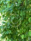 Betula dahurica