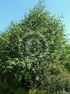 Betula utilis jacquemontii