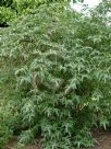 Buddleja officinalis