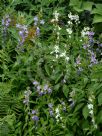 Campanula latifolia