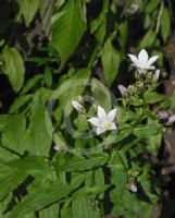 Campanula latifolia Macrantha Alba