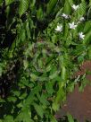 Campanula latifolia Macrantha Alba