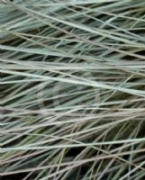 Carex comans bronze