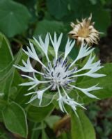 Centaurea montana Alba