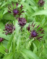 Centaurea montana Amethyst Dream