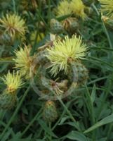 Centaurea orientalis