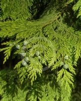 Chamaecyparis lawsoniana Lutea