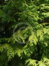 Chamaecyparis lawsoniana Lutea