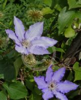 Clematis Alice Fisk