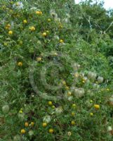 Clematis tibetana vernayi