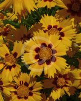 Coreopsis grandiflora Heliot