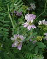 Coronilla varia
