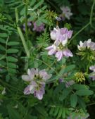 Coronilla varia