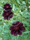 Cosmos atrosanguineus Chocamocha