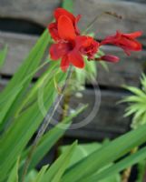Crocosmia Hellfire