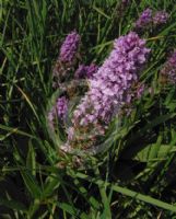 Dactylorhiza praetermissa junialis