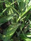 Dactylorhiza majalis praetermissa