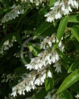 Deutzia pulchra