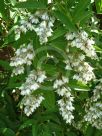 Deutzia pulchra