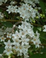 Deutzia setchuenensis corymbiflora