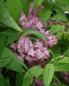 Deutzia hybrida Strawberry Fields