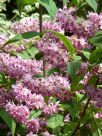 Deutzia hybrida Strawberry Fields