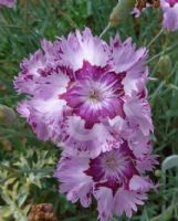 Dianthus Highland Fraser