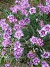 Dianthus Highland Fraser