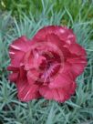 Dianthus Thomas