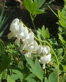 Lamprocapnos spectabilis Alba