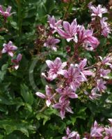 Dictamnus albus Purpureus