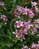 Dictamnus albus Purpureus
