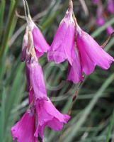 Dierama floriferum