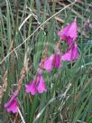 Dierama floriferum