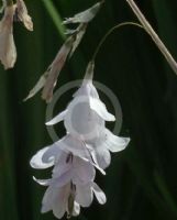 Dierama Guinevere