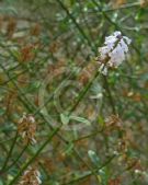 Diostea juncea