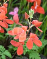 Disa cardinalis