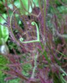 Drosera binata