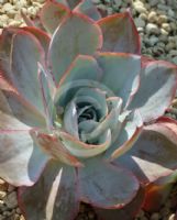 Echeveria cante