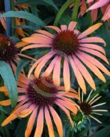 Echinacea Art's Pride