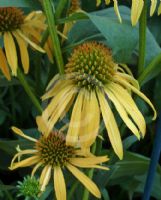 Echinacea Mango Meadowbrite