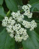 Ehretia macrophylla