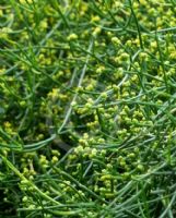 Ephedra altissima