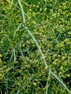 Ephedra altissima