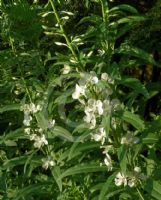 Epilobium angustifolium Album