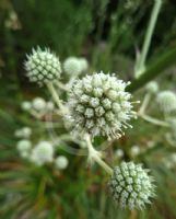 Eryngium paniculatum